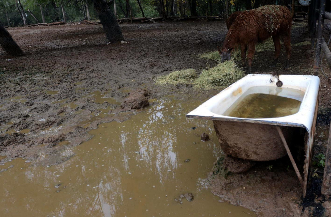 Línea de tiempo: desde cuándo la Parca se florea en el Zoo 