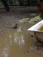 Línea de tiempo: desde cuándo la Parca se florea en el Zoo 