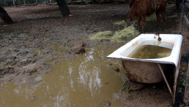 imagen Línea de tiempo: desde cuándo la Parca se florea en el Zoo 
