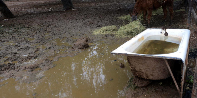 Línea de tiempo: desde cuándo la Parca se florea en el Zoo 