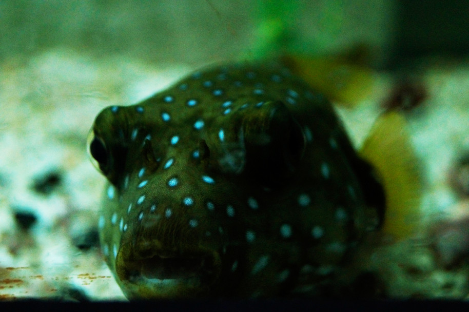 imagen El acuario de Mendoza es el más antiguo del país 