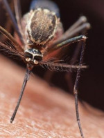 La pandemia tuvo un impacto "devastador" en la lucha contra el sida, la tuberculosis y la malaria