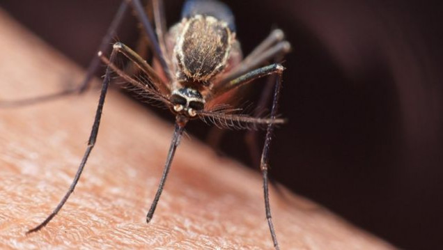 imagen La pandemia tuvo un impacto "devastador" en la lucha contra el sida, la tuberculosis y la malaria