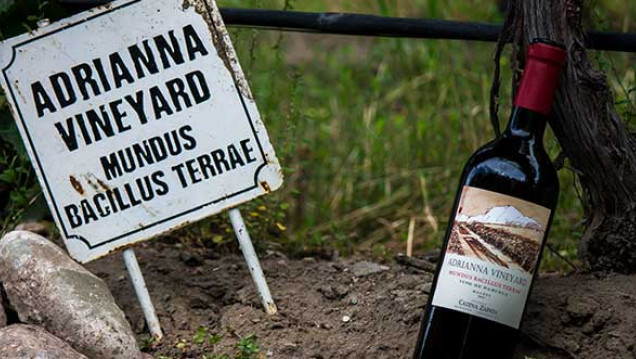 imagen Malbec para todos: el más barato, el más caro y el más popular