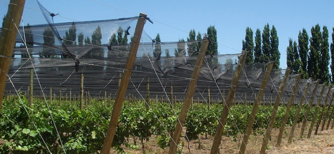 Casi 3500 productores contarán con cobertura para heladas y granizo