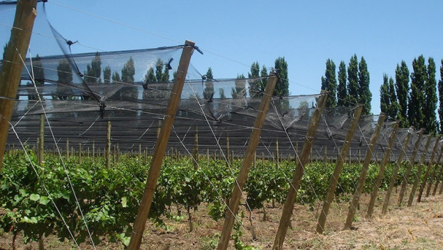 imagen Casi 3500 productores contarán con cobertura para heladas y granizo