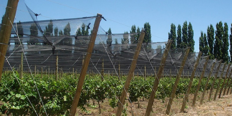 Casi 3500 productores contarán con cobertura para heladas y granizo