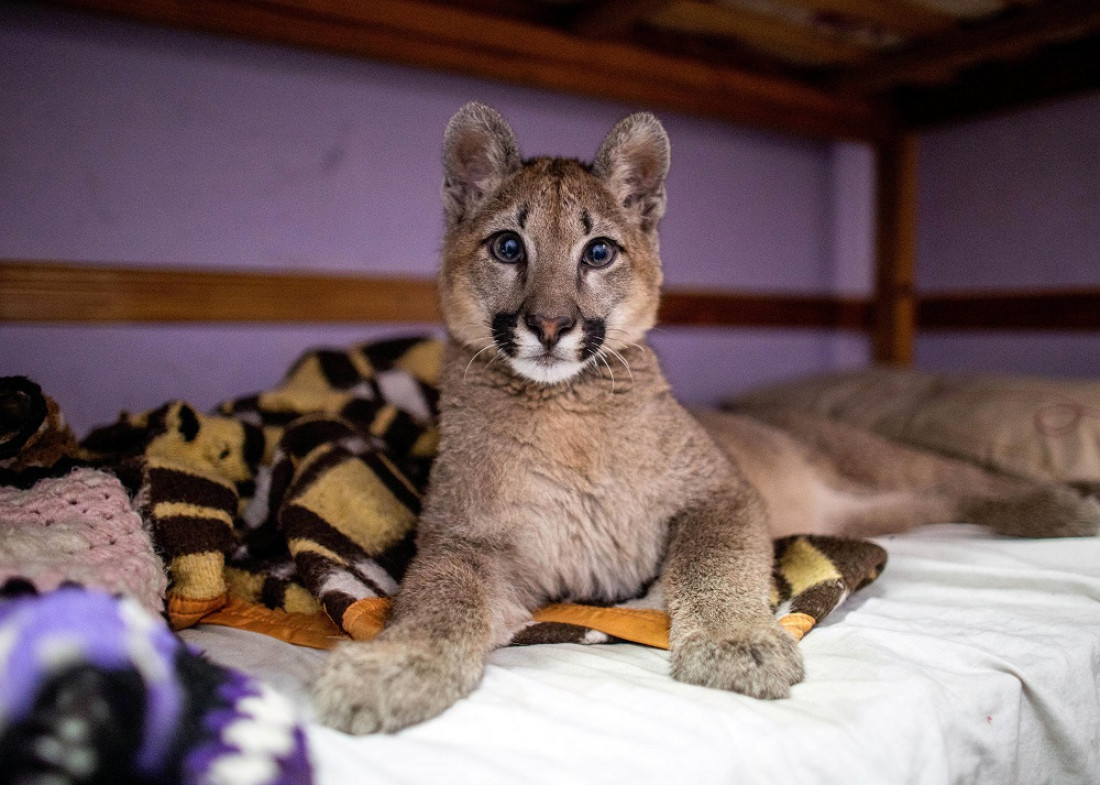 Lola Limón, una puma de tres años, fue declarada "animal no humano sujeto de derechos"