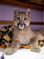 Lola Limón, una puma de tres años, fue declarada "animal no humano sujeto de derechos"