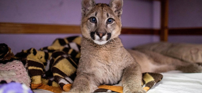 Lola Limón, una puma de tres años, fue declarada "animal no humano sujeto de derechos"