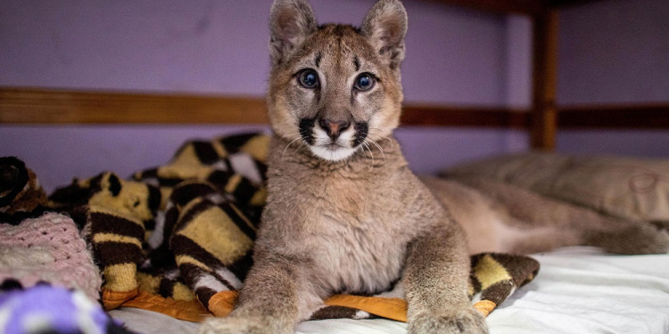 Lola Limón, una puma de tres años, fue declarada "animal no humano sujeto de derechos"