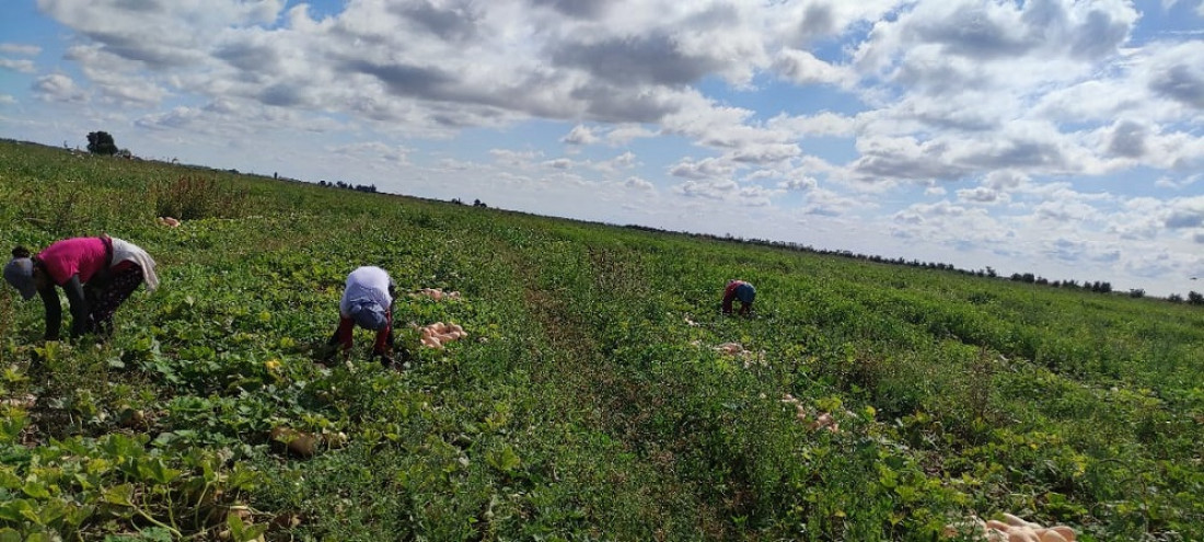 Familias productoras, una especie en extinción en el Cinturón Verde del Gran Mendoza