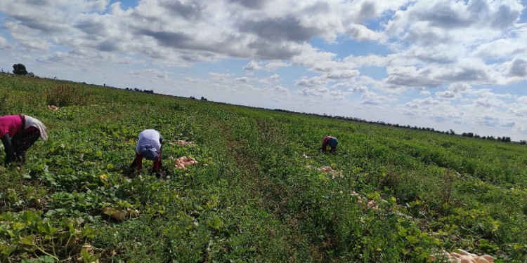 Familias productoras, una especie en extinción en el Cinturón Verde del Gran Mendoza