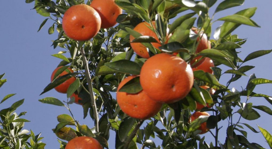 Corrientes: una niña de 12 años murió por un pesticida en una mandarina