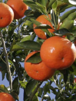 Corrientes: una niña de 12 años murió por un pesticida en una mandarina