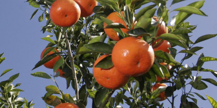 Corrientes: una niña de 12 años murió por un pesticida en una mandarina