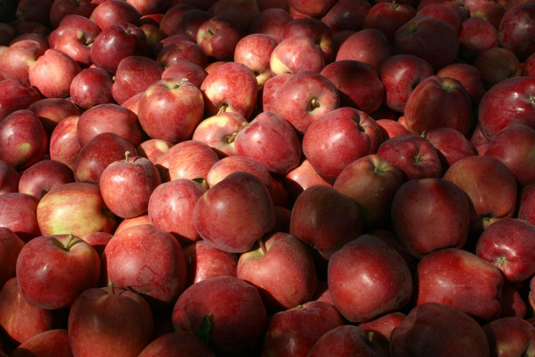 Es ley la emergencia productiva de peras y manzanas para Mendoza, San Juan y La Pampa