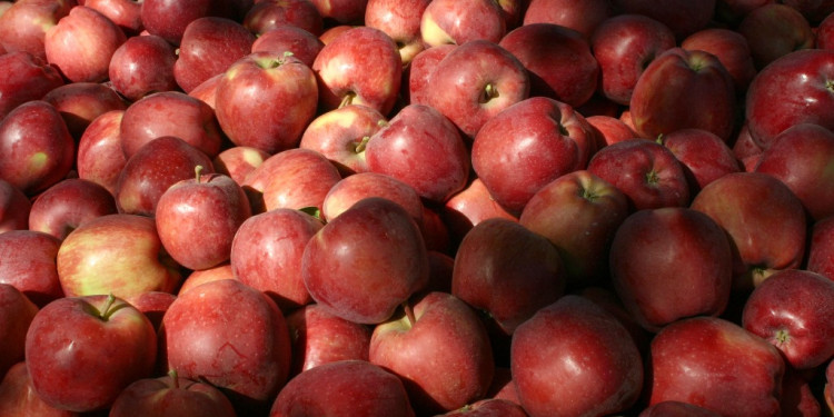 Es ley la emergencia productiva de peras y manzanas para Mendoza, San Juan y La Pampa