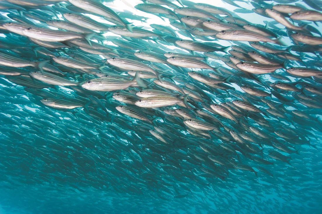 Cómo el cambio climático impactó en las especies del mar Argentino