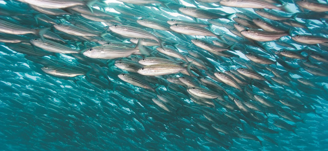 Cómo el cambio climático impactó en las especies del mar Argentino