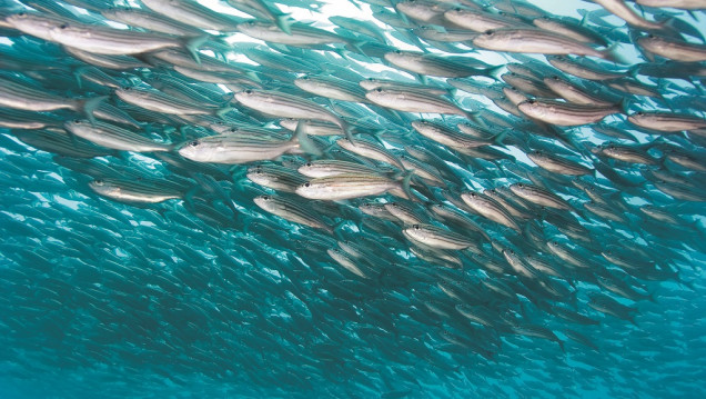 imagen Cómo el cambio climático impactó en las especies del mar Argentino