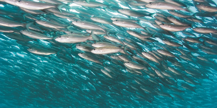 Cómo el cambio climático impactó en las especies del mar Argentino