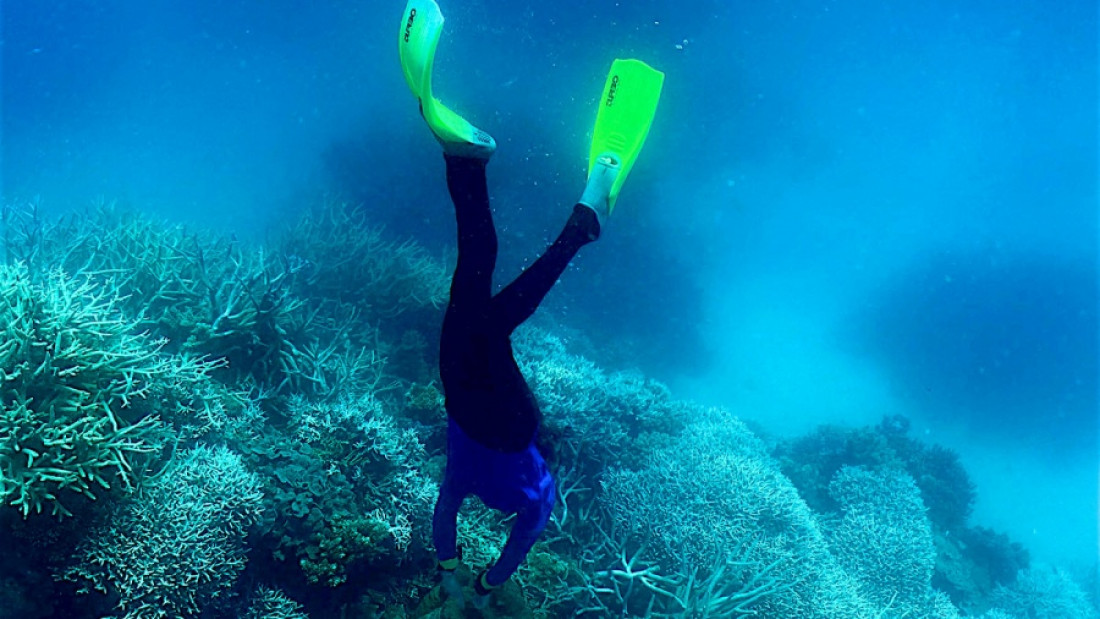 Un estudio confirmó que las olas de calor marinas causan estragos en peces, algas y corales