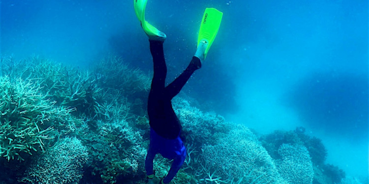 Un estudio confirmó que las olas de calor marinas causan estragos en peces, algas y corales