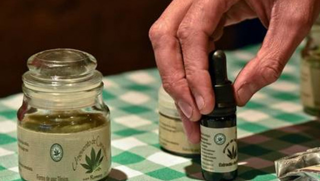 imagen Denuncian freno en la aplicación de la ley de cannabis medicinal