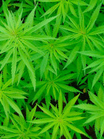 "QUEREMOS QUE SE RECONOZCA EL DERECHO AL USO LIBRE DEL CANNABIS"