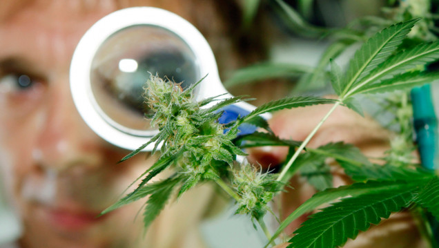 imagen Saracco: "Hay un interés por hacer ver a la marihuana como una droga buena"