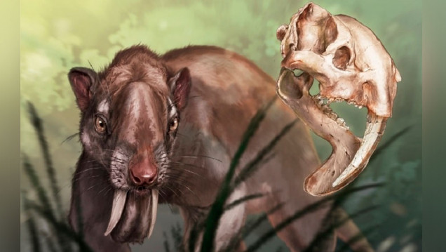 imagen Revelan cómo era la visión del  "marsupial dientes de sable", que se extinguió hace 3 millones de años