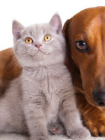  Derribamos los mitos sobre la castración de las mascotas