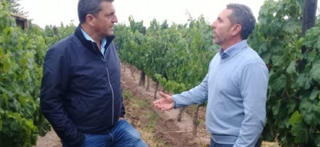 Jorge Difonso: "Mendoza debe acompañar a la Nación reduciendo la tarifa eléctrica al sector agropecuario"