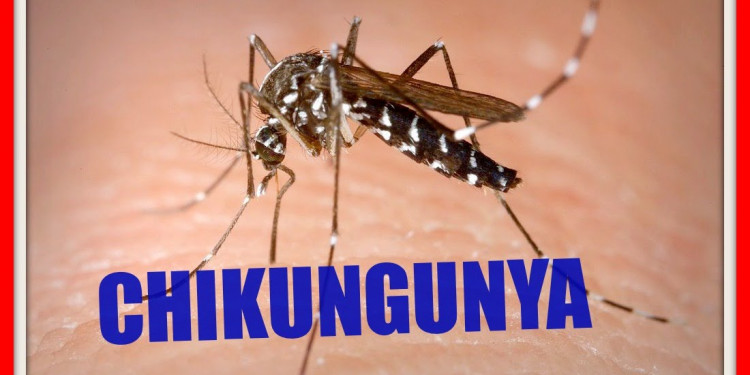 Se confimaron dos casos de Chikungunya en Mendoza