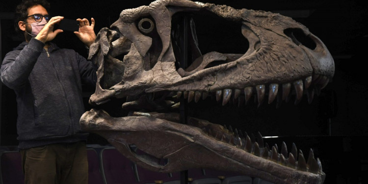 "Meraxes gigas", el gigantesco dinosaurio carnívoro hallado en Argentina 