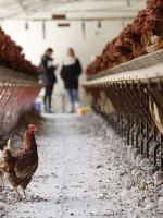El conflicto de la Avícola Brugnoli o la ley del gallinero