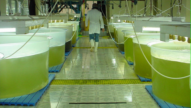 imagen Microalgas para biocombustible