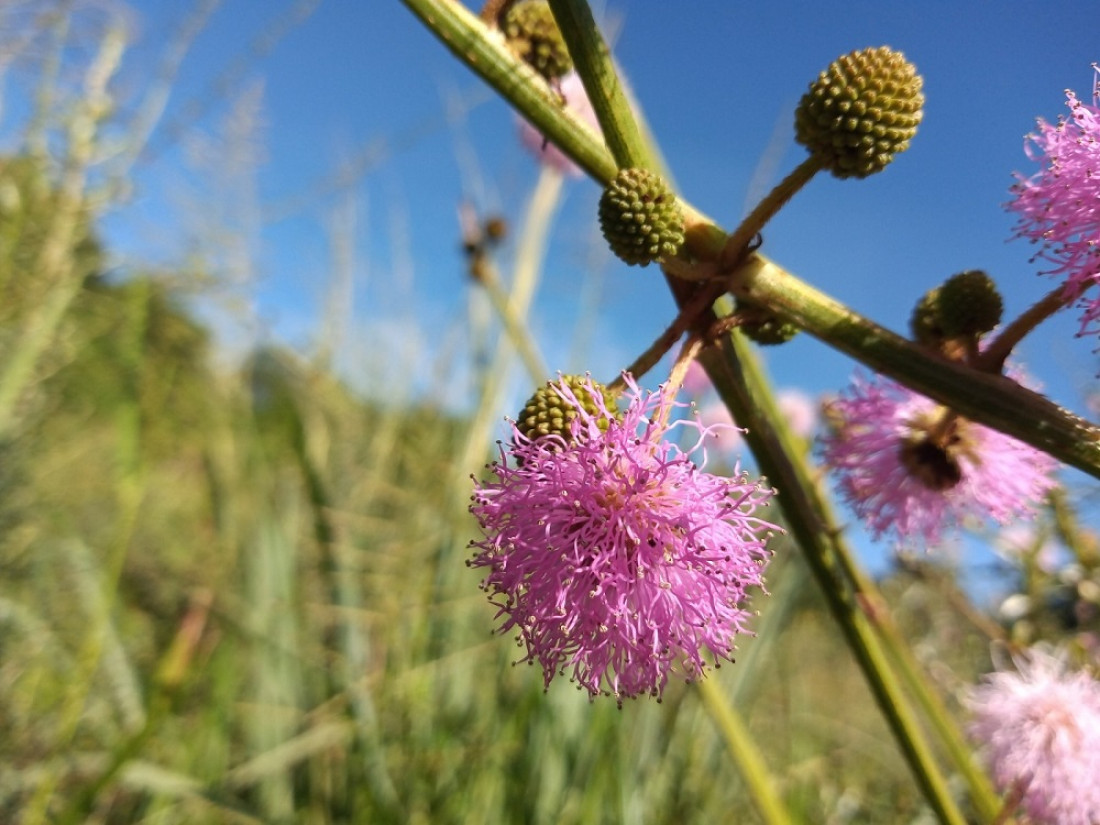 Mimosa serra: la nueva especie de flor que descubrieron en el país