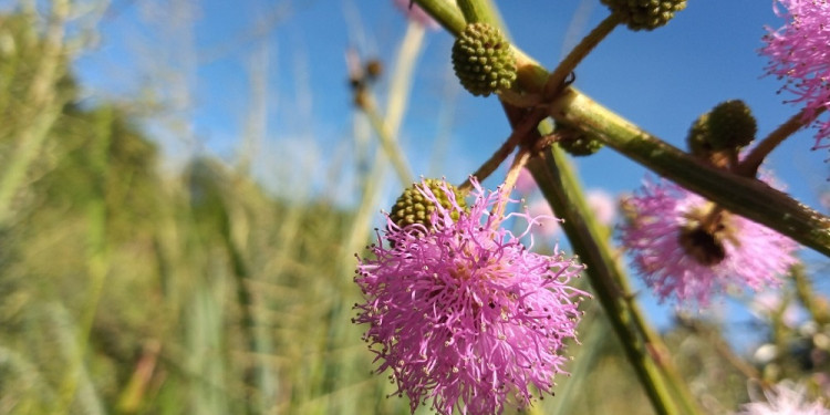 Mimosa serra: la nueva especie de flor que descubrieron en el país