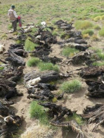 Investigan el hallazgo de 34 cóndores y otros animales muertos en Malargüe