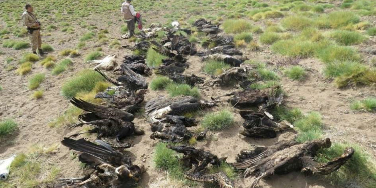 Investigan el hallazgo de 34 cóndores y otros animales muertos en Malargüe