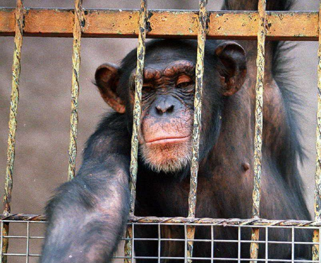 Rechazaron el recurso de hábeas corpus para la chimpancé Cecilia