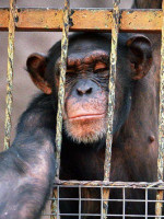 Rechazaron el recurso de hábeas corpus para la chimpancé Cecilia