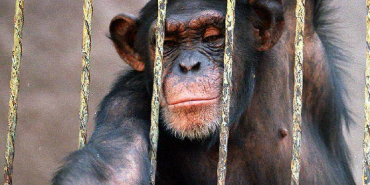 Rechazaron el recurso de hábeas corpus para la chimpancé Cecilia