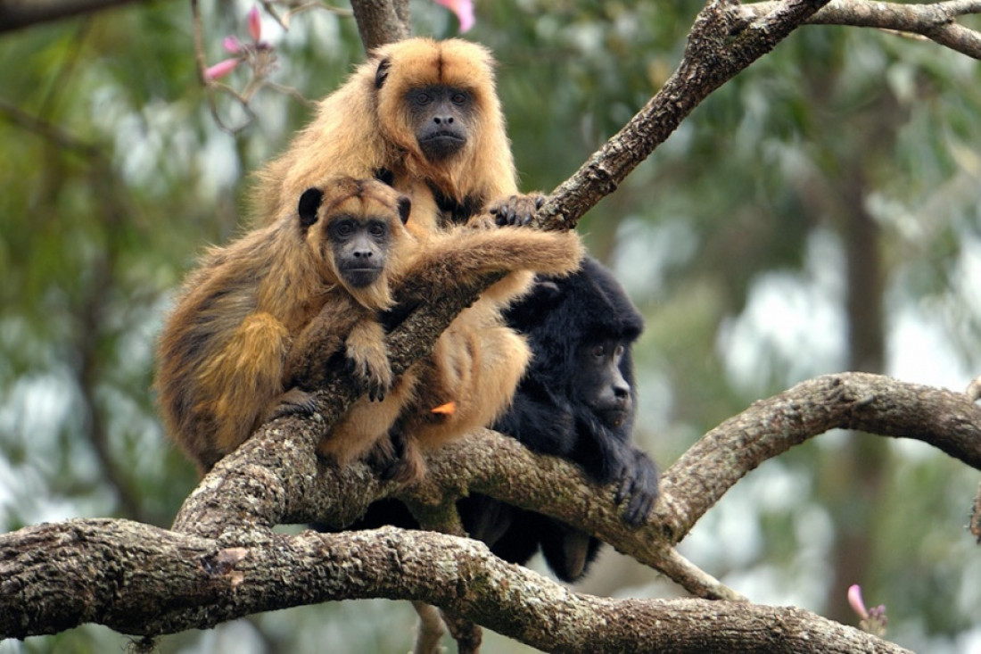 En peligro de extinción, el mono aullador fue declarado Monumento Natural