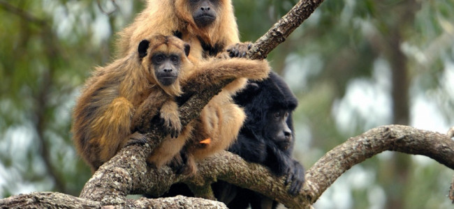 En peligro de extinción, el mono aullador fue declarado Monumento Natural