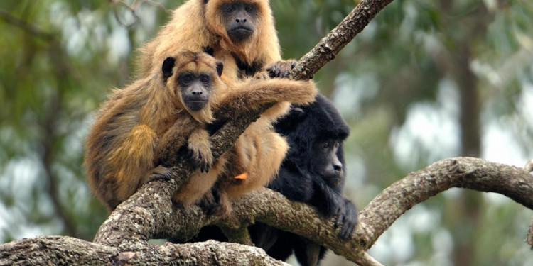 En peligro de extinción, el mono aullador fue declarado Monumento Natural