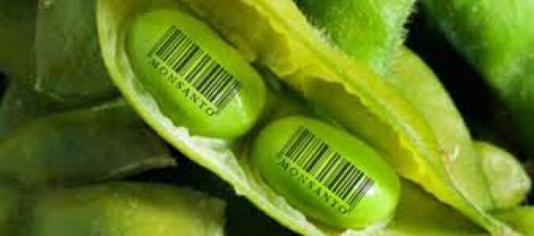 Semillas: "Monsanto define el proceso de producción y venta"