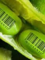 Semillas: "Monsanto define el proceso de producción y venta"